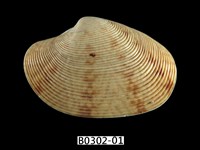 藏品(文文橫簾蛤)的圖片